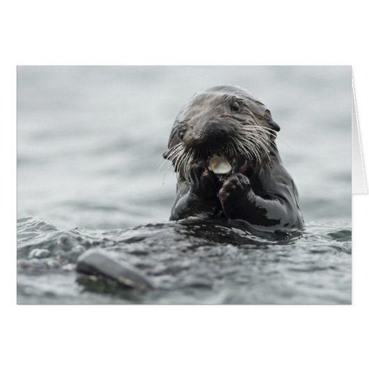 Adorable Sea Otter Cards (Front Horizontal)