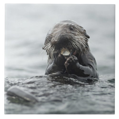 Adorable Sea Otter Ceramic Tile