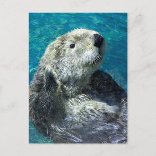 Adorable Sea Otter Cute Blue Water Postcard