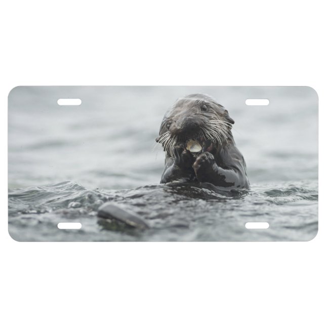 Adorable Sea Otter License Plate (Front)