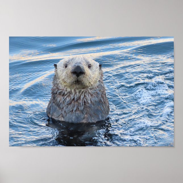 Adorable Sea Otter Peeks Poster (Front)