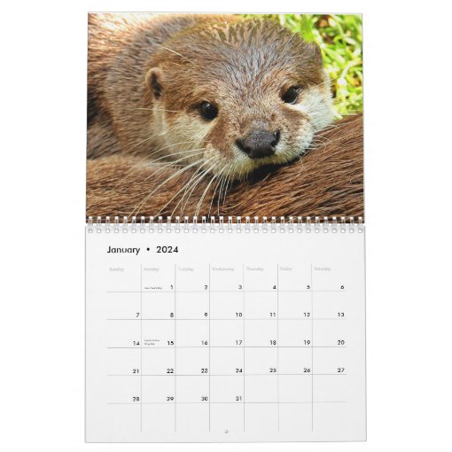 Adorable Sea Otters 2024 Calendar Zazzle