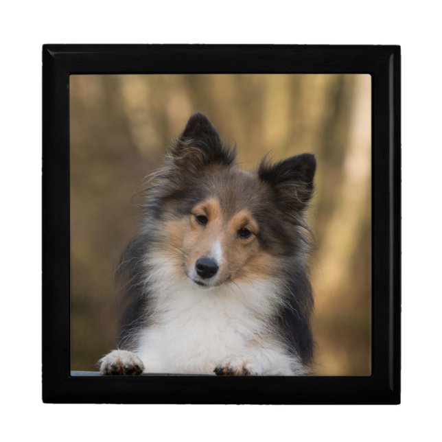 Adorable Sheltie Gift Box (Front)