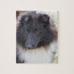 Adorable Sheltie Jigsaw Puzzle<br><div class="desc">Sweet faced Sheltie herd dog.</div>