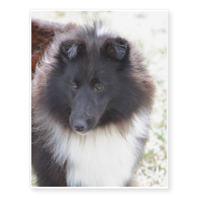 Adorable Sheltie Temporary Tattoos (Front)