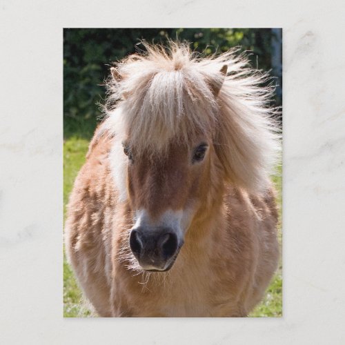 Adorable shetland pony head close_up postcard