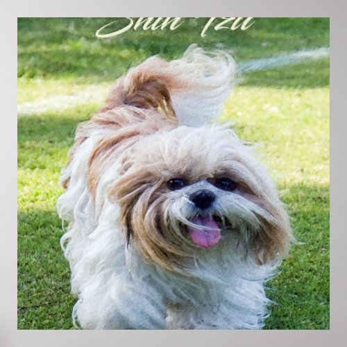 adorable Shih Tzu dog Poster