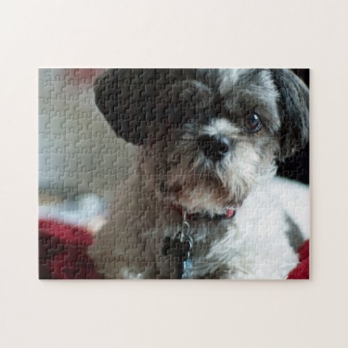 Adorable Shih Tzu Puzzle