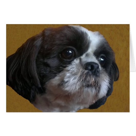Adorable Shih tzu Rico Cards (Front Horizontal)