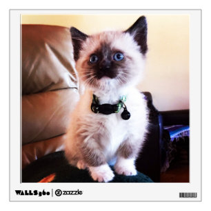 Adorable Siamese Kitten Animal Photography Wall Decal