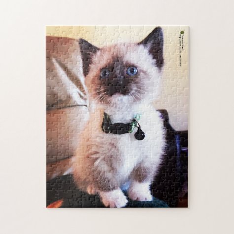 Adorable Siamese Kitten Blue Eye Close-up Photo