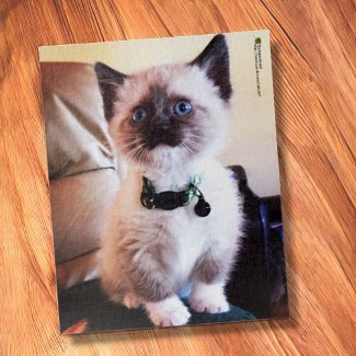 Adorable Siamese Kitten Blue Eye Close-up Photo
