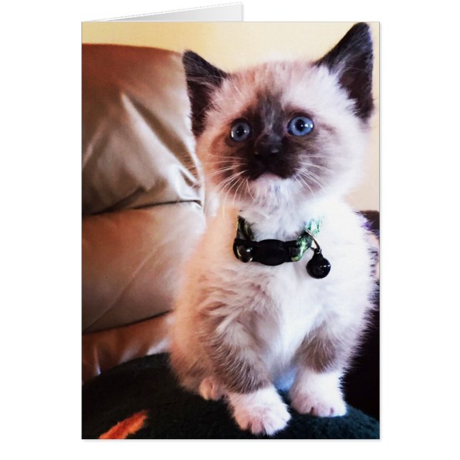 Adorable Siamese Kitten Photograph Blank Inside (Front)