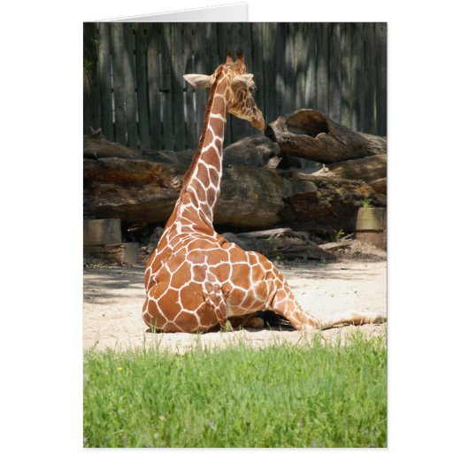 Adorable Sitting Giraffe Cards (Front)