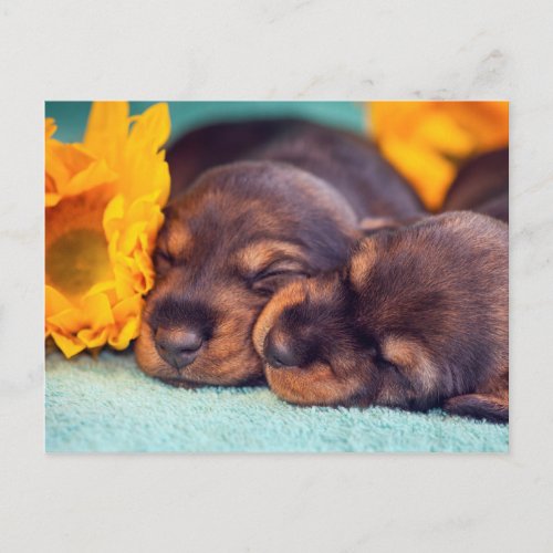 Adorable sleeping Doxen puppies Postcard