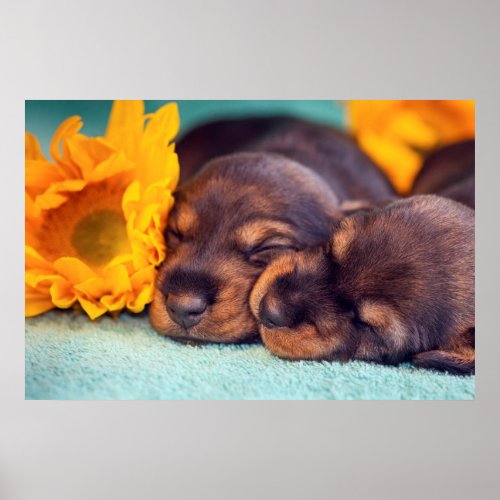 Adorable sleeping Doxen puppies Poster