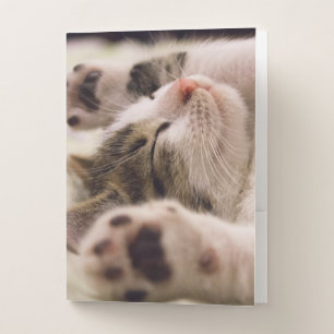 Adorable sleeping kitten pocket folder