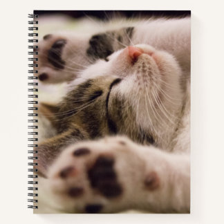 Adorable sleeping kitten spiral notebook