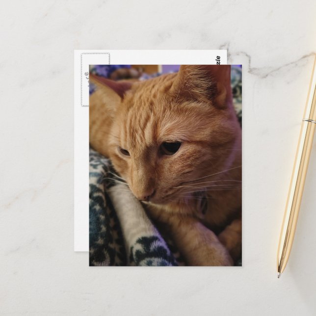 Adorable Sleepy Ginger Kitty Postcard (Front/Back In Situ)