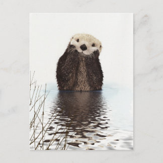Adorable Smiling Otter in Lake Postcard