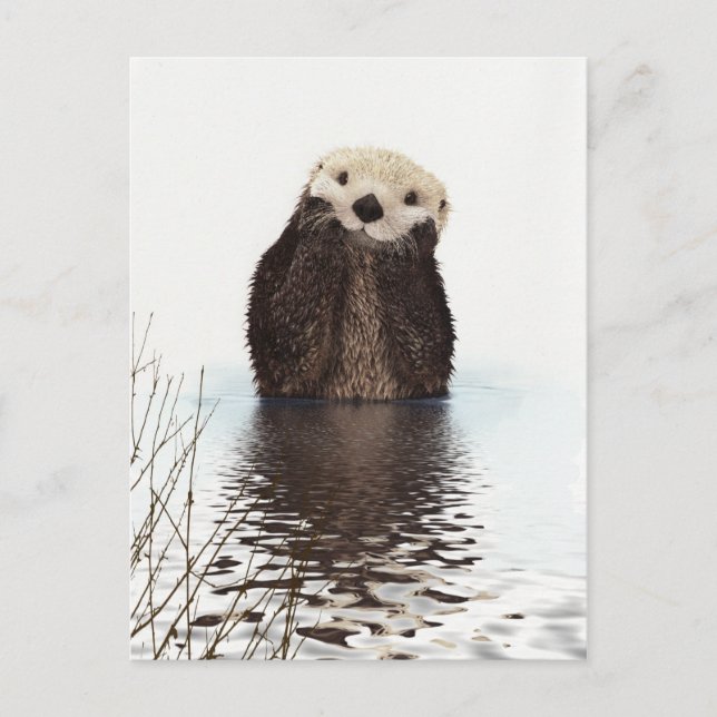 Adorable Smiling Otter in Lake Postcard (Front)