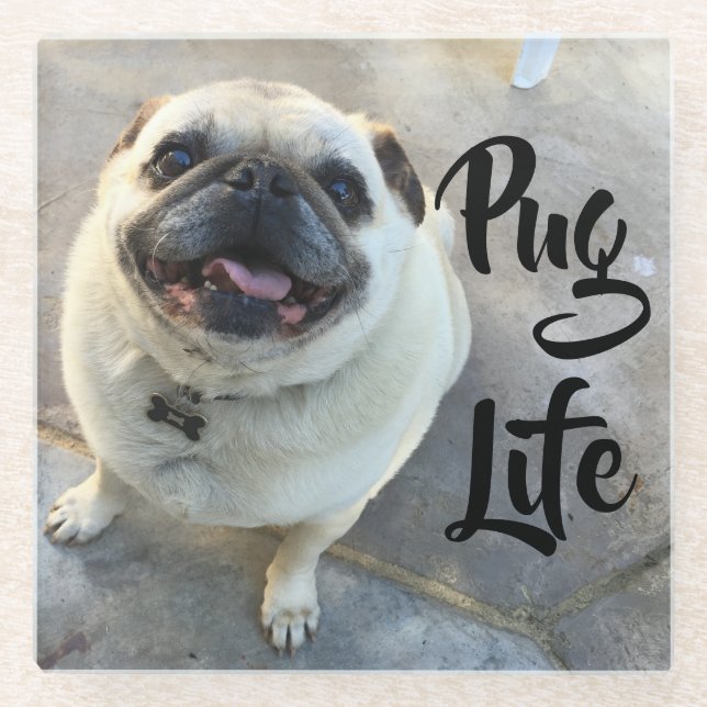 Adorable Smiling Pug Dog Pug Life Glass Coaster (Front)