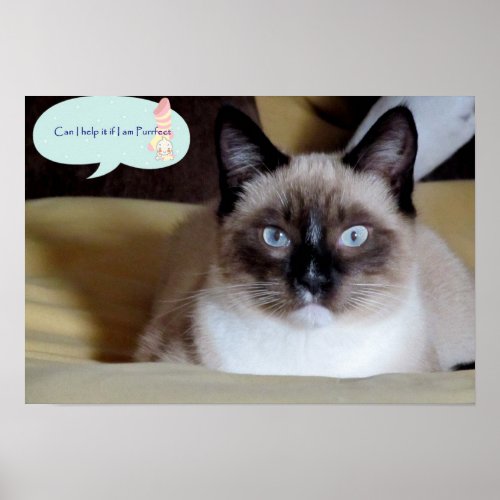 Adorable Snowshoe Kitten I am purrfect poster