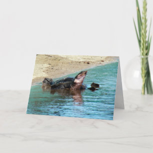 Adorable Soft Shell Turtle Card