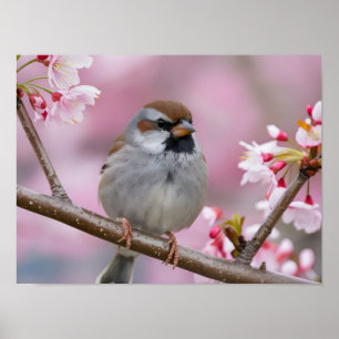 Adorable Sparrow Close-Up in Cherry Blossom Tree Poster