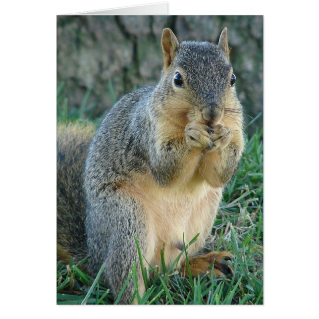 Adorable Squirrel Cards (Front)