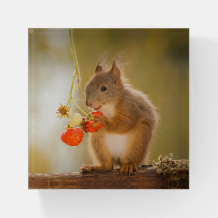 Adorable Squirrel Eating a Bright Red Strawberry Paperweight