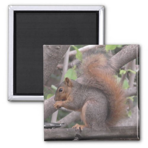 Adorable  Squirrel Eating a Nut Photo Magnet