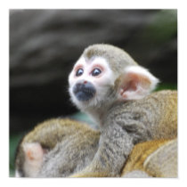 Adorable Squirrel Monkey Poster