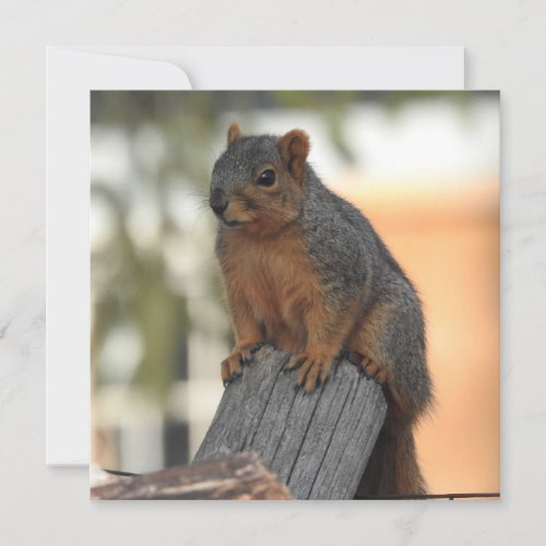 Adorable Squirrel Photograph Card