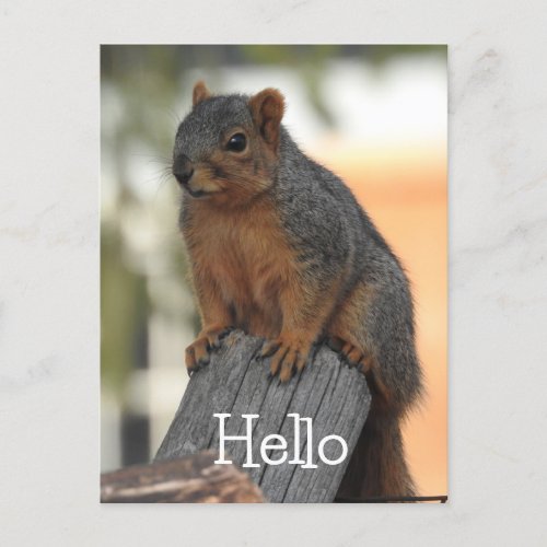 Adorable Squirrel Photograph  Hello  Postcard