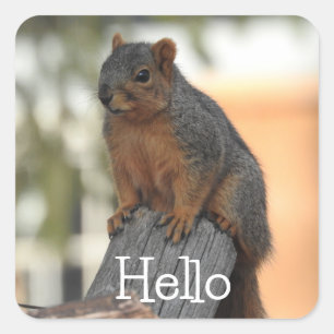 Adorable Squirrel Photograph Hello Square Sticker