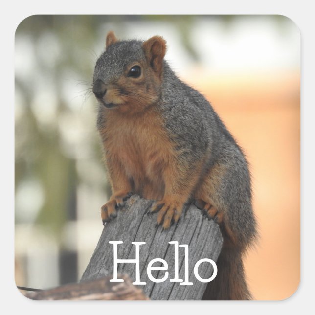 Adorable Squirrel Photograph | Hello  Square Sticker (Front)