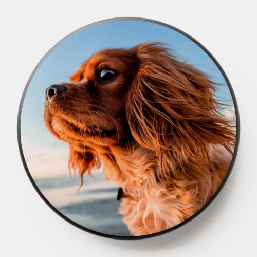 Adorable Staring Dog With Blue Sky Background PopSocket