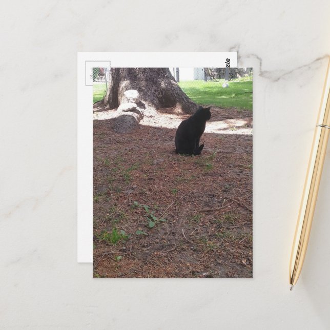 adorable stray black kitty postcard (Front/Back In Situ)