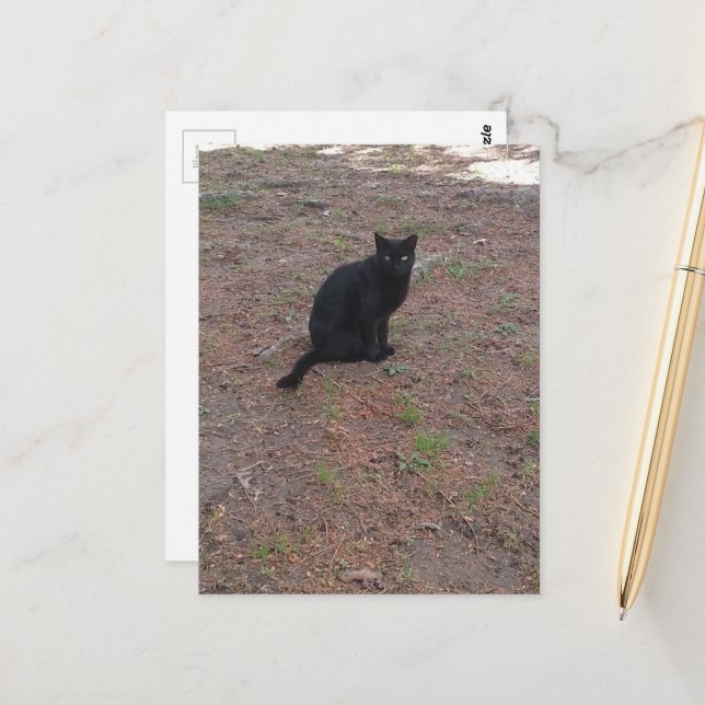 adorable stray black kitty postcard (Front/Back In Situ)