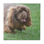 Adorable Sussex Spaniel Tile