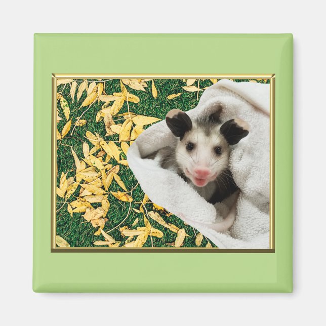 Adorable Sweet Baby Opossum Magnet (Front)