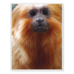 Adorable Tamarin Monkey Temporary Tattoos