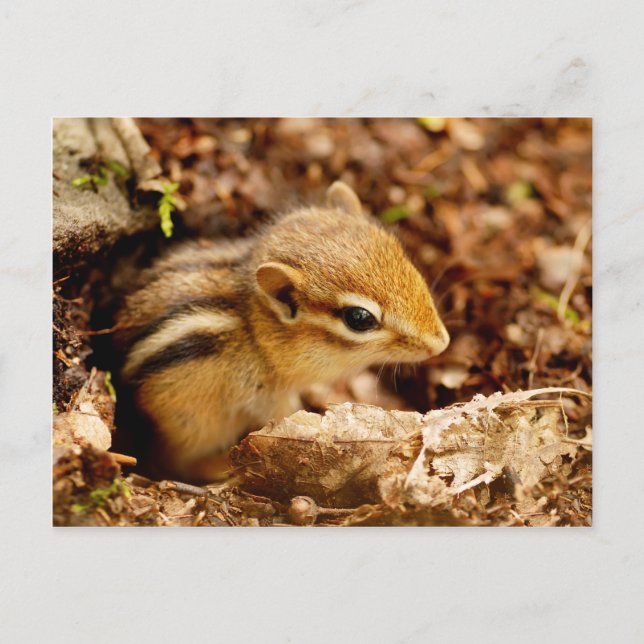 Adorable Teeny Baby Chipmunk Postcard (Front)