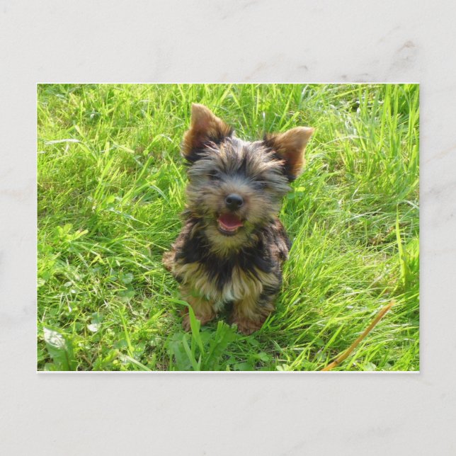 Adorable Terrier Dog Postcard (Front)