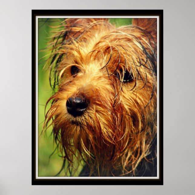 Adorable Terrier Dog with a Wet Face Poster (Front)