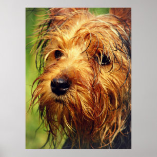 Adorable Terrier Dog with a Wet Face Poster