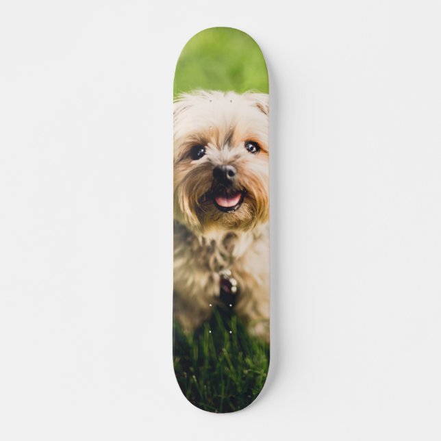 Adorable Terrier Puppy Skateboard (Front)