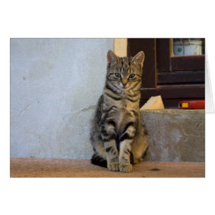 Adorable Tiger Cat Baby Cards