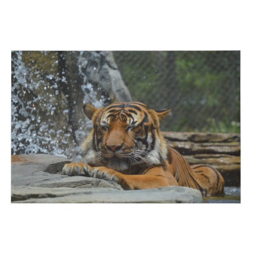 Adorable Tiger Relaxing in Waterfall Canvas Print